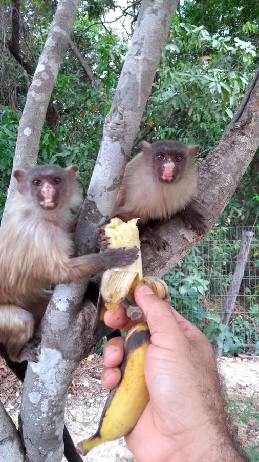 Chacara Pousada Sagui Cuiabá Dış mekan fotoğraf